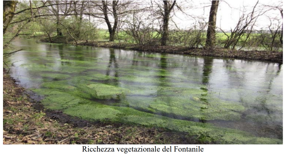 Ricchezza vegetazionale del Fontanile
